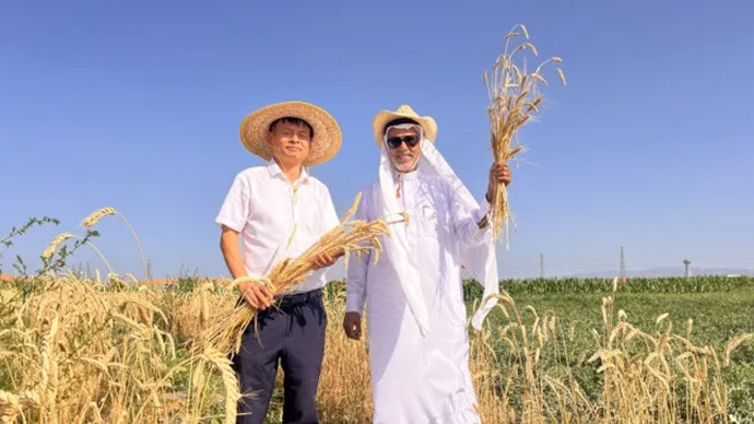 郑赛沙漠全季小麦引种