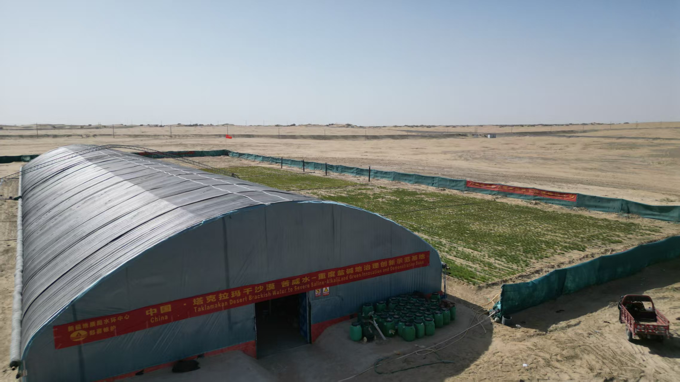 奇迹：小麦在新疆塔克拉玛干沙漠没有水也能存活6个月